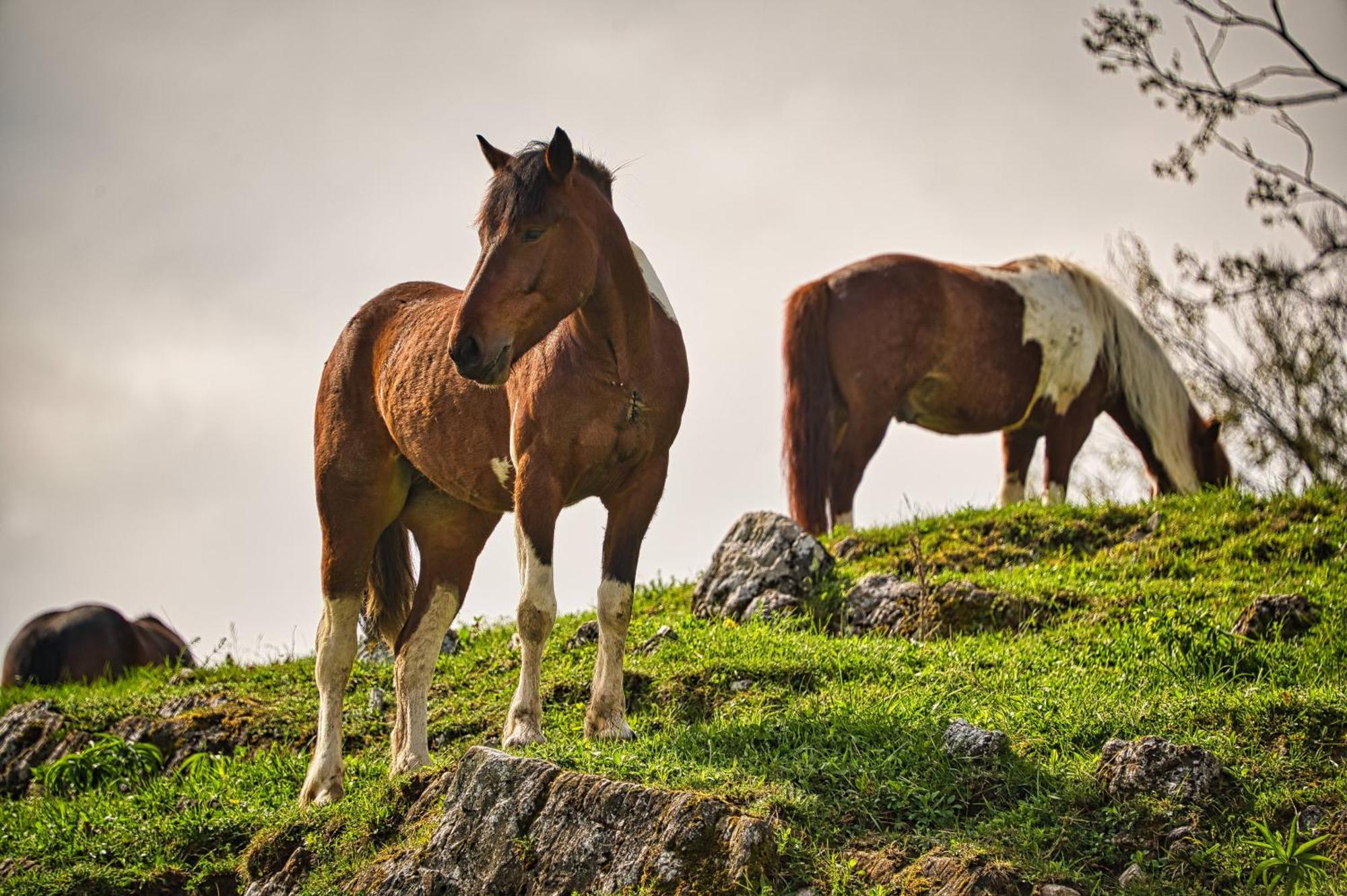Hotel Cowboy'S Land Visnja Gora Exteriér fotografie
